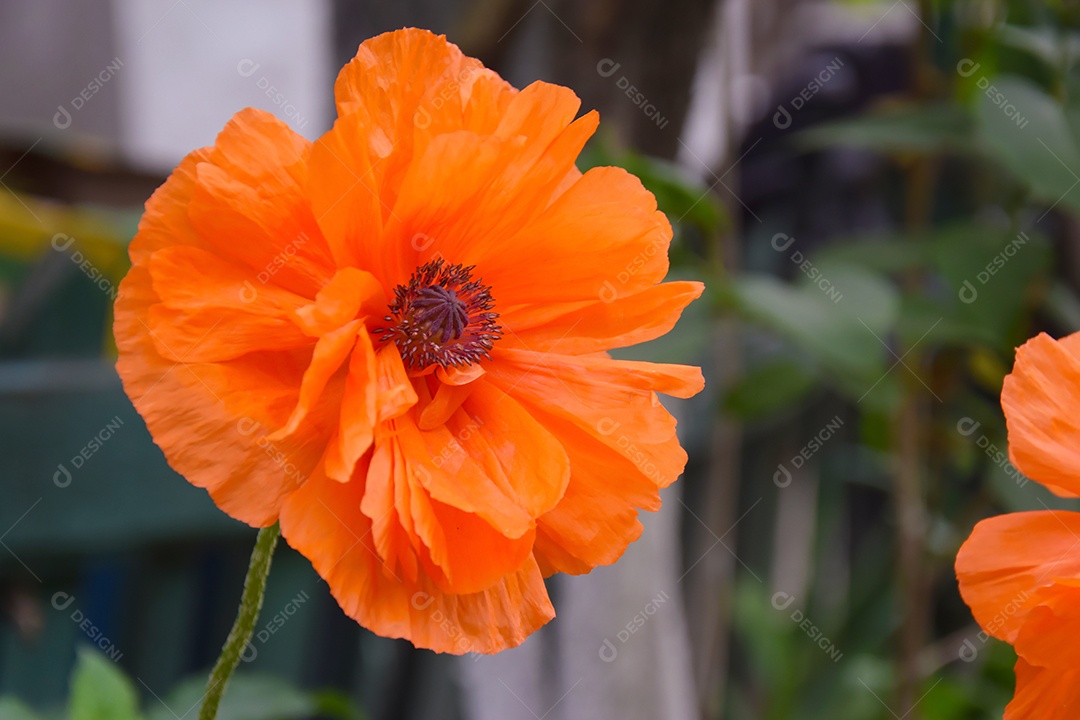 Flor de papoila-vermelha