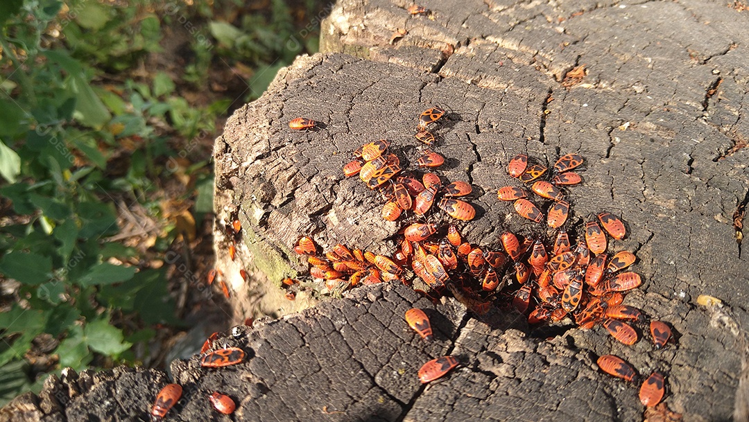 Família dos insetos vermelhos em um tronco de árvore velha