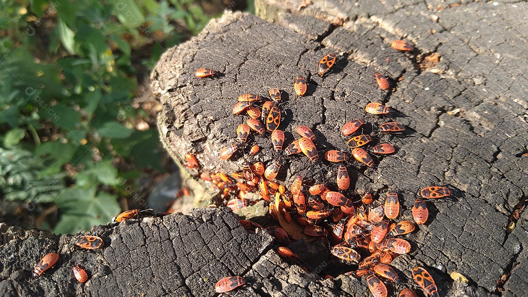 Uma família de insetos terrestres comuns da família dos insetos vermelhos