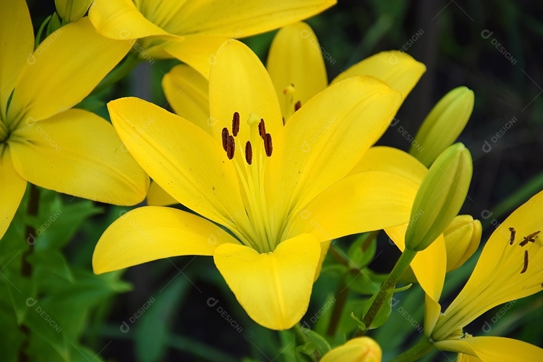 Lírio amarelo em jardim coisa linda