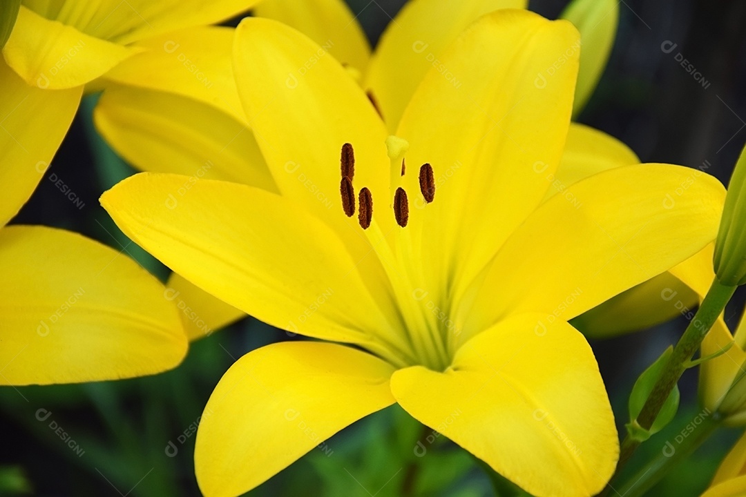 Flor de Lírio amarelo linda