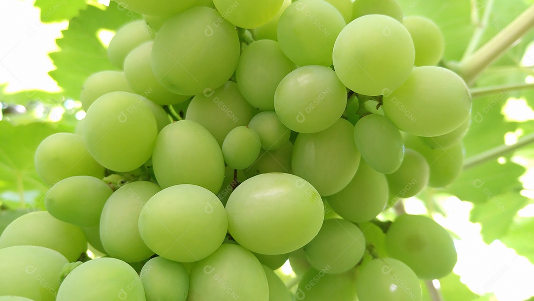 Bando de uvas verdes maduras na horta. Temporada de colheita. Vinícola.