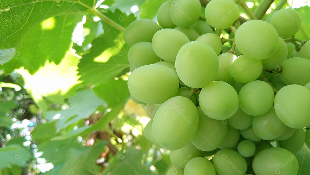Bando de uvas verdes maduras na horta. Temporada de colheita. Vinícola.