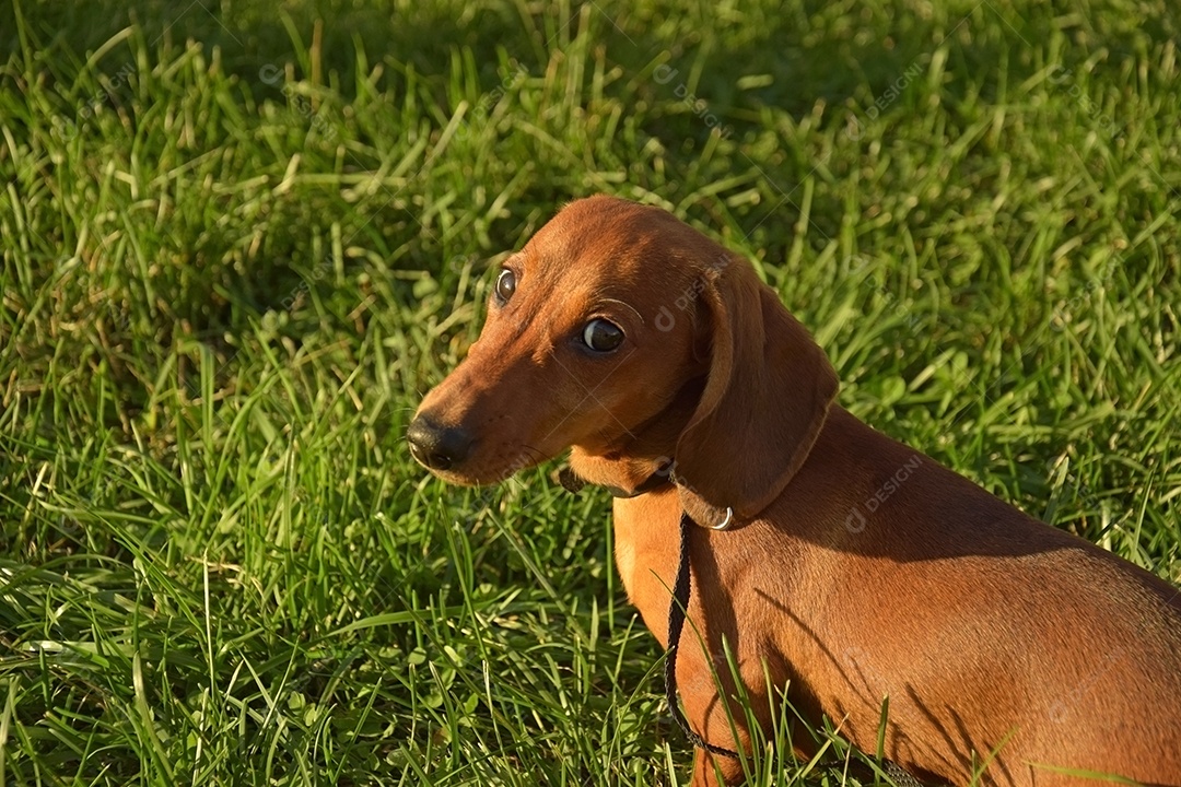 Retrato de verão de um bassê marrom com grama verde desfocada.