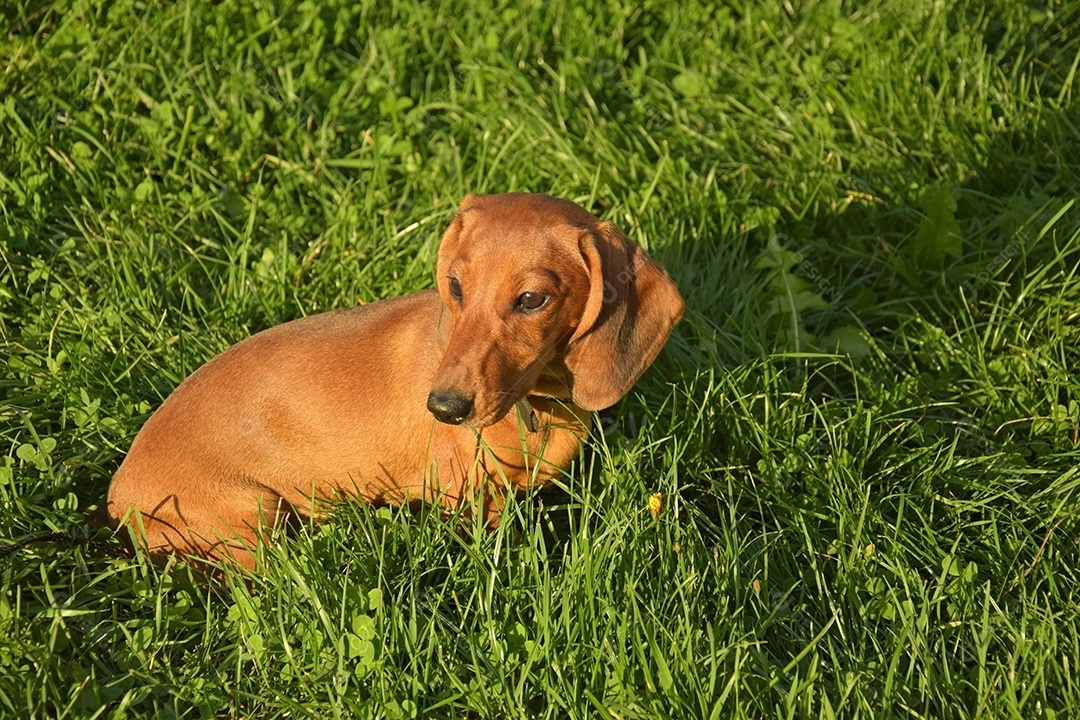 Retrato de verão de um bassê marrom com grama verde desfocada.