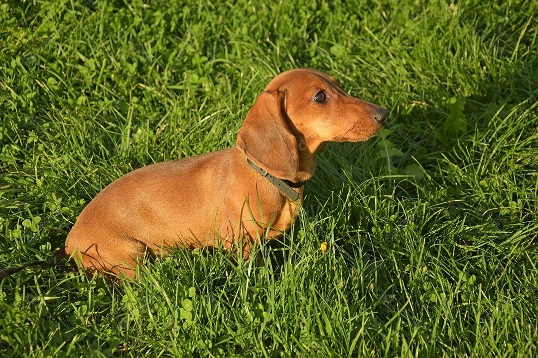 Retrato de verão de um bassê marrom com grama verde desfocada.