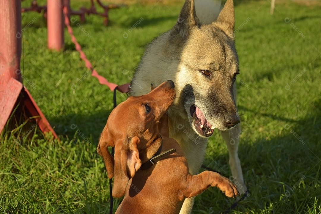 Laika da Sibéria Ocidental brinca com um bassê em um parque local. Aceita animais de estimação.