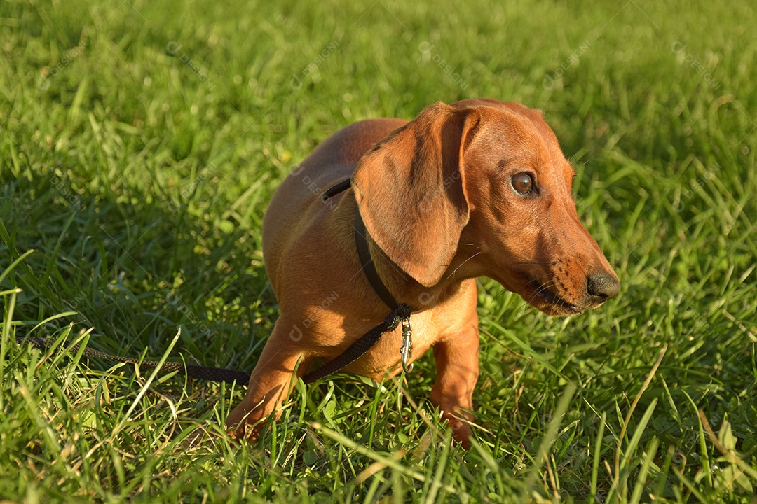 Retrato de verão de um bassê marrom com grama verde desfocada.