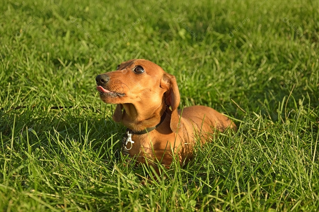 Retrato de verão de um bassê marrom com grama verde desfocada.