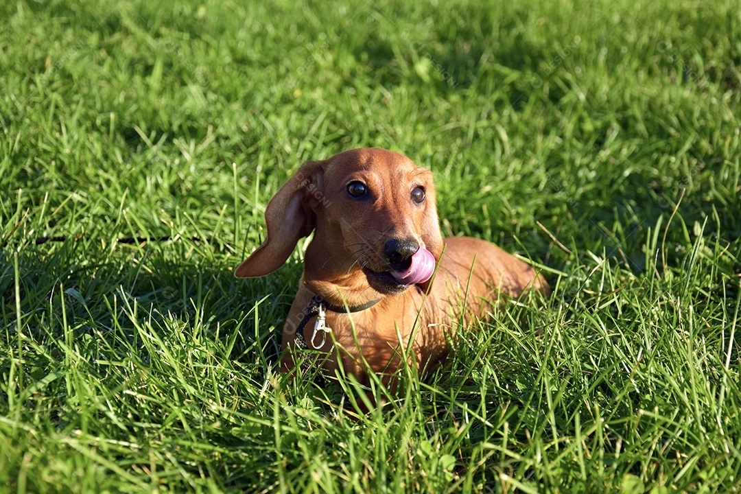 Retrato de verão de um bassê marrom com grama verde desfocada.