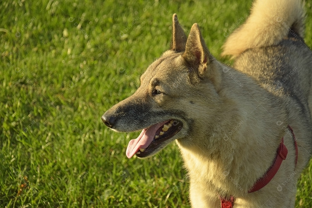 Uma menina está treinando uma cadela Laika da Sibéria Ocidental. Dá guloseimas para cachorro.