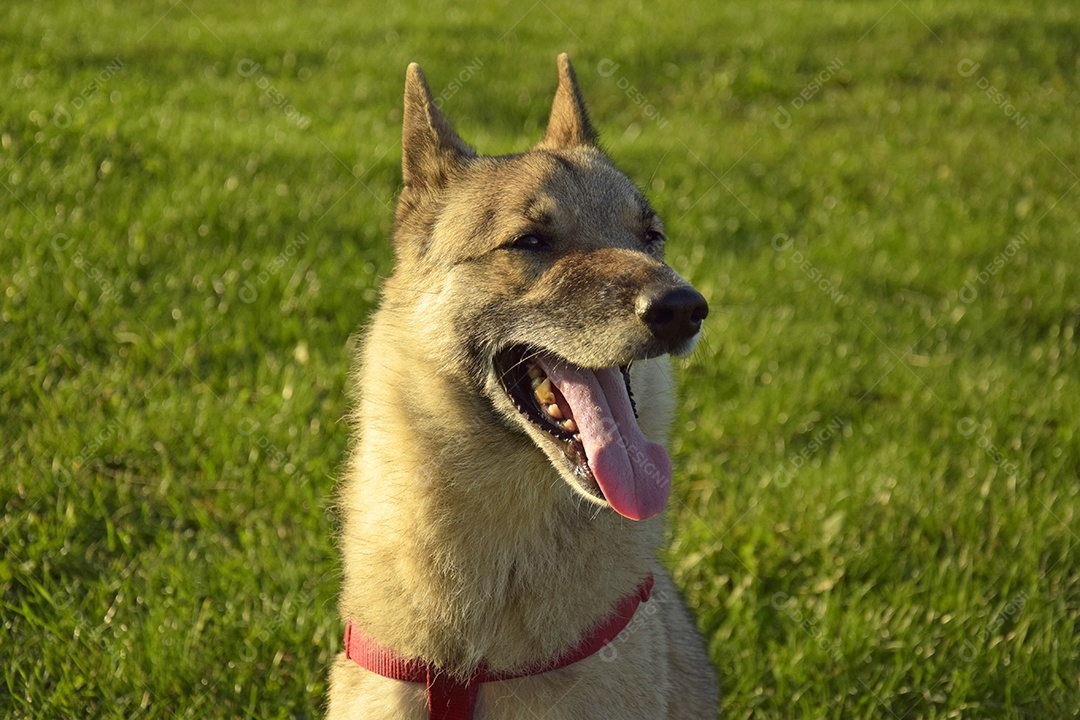 Uma menina está treinando uma cadela Laika da Sibéria Ocidental. Dá guloseimas para cachorro.