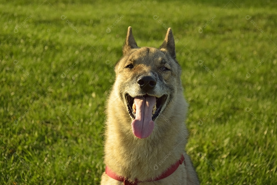 Uma menina está treinando uma cadela Laika da Sibéria Ocidental. Dá guloseimas para cachorro.