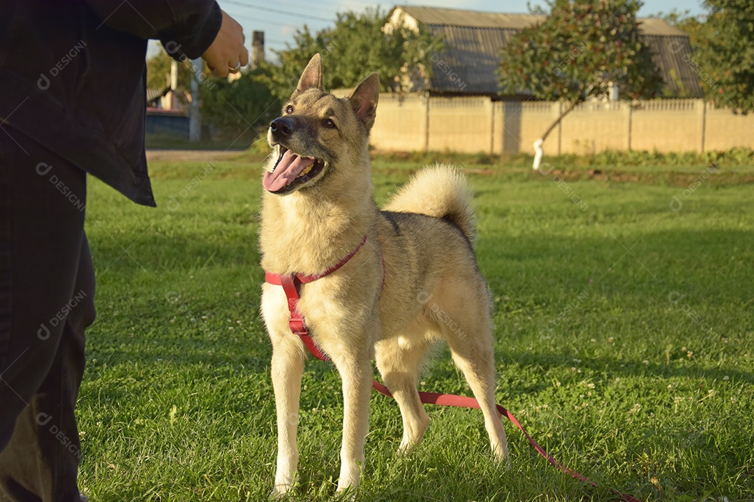 Uma menina está treinando uma cadela Laika da Sibéria Ocidental. Dá guloseimas para cachorro.