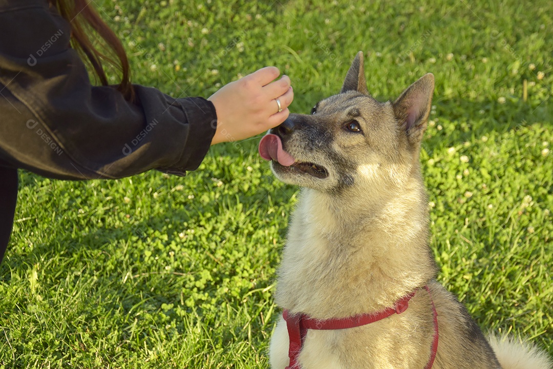 Uma menina está treinando uma cadela Laika da Sibéria Ocidental. Dá guloseimas para cachorro.
