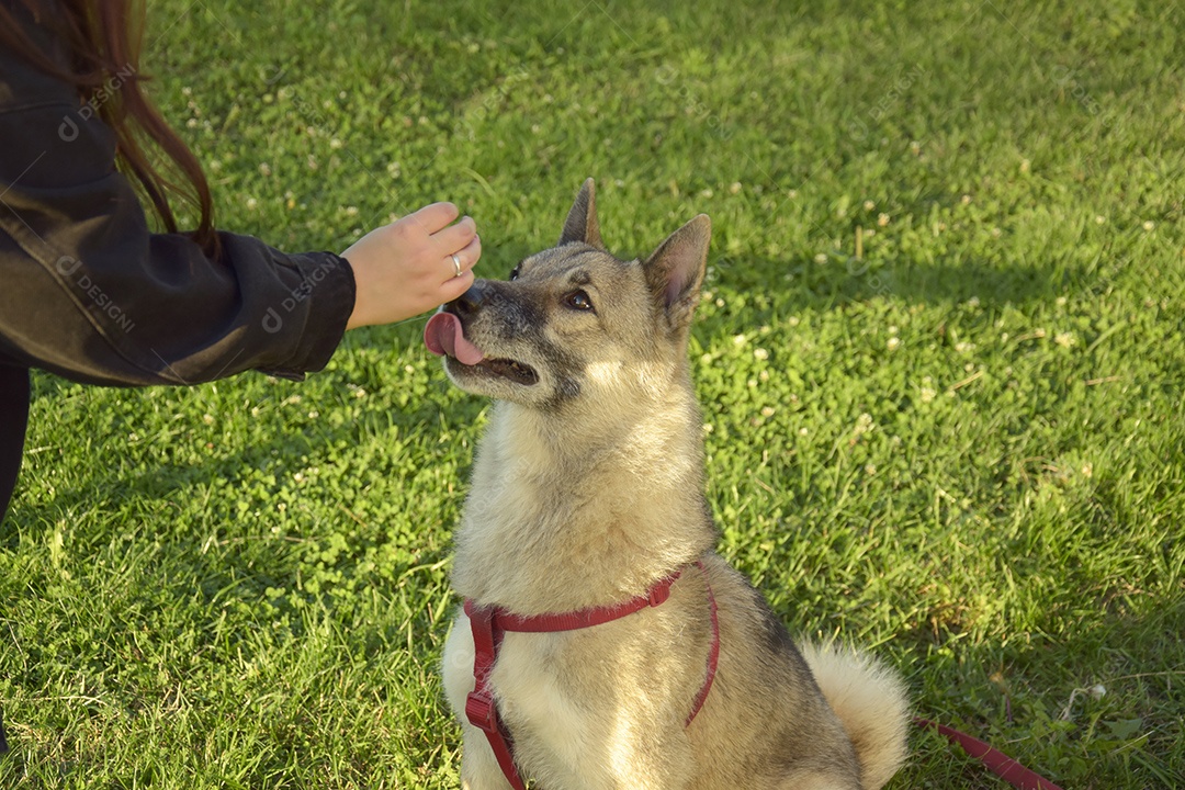 Uma menina está treinando uma cadela Laika da Sibéria Ocidental. Dá guloseimas para cachorro.