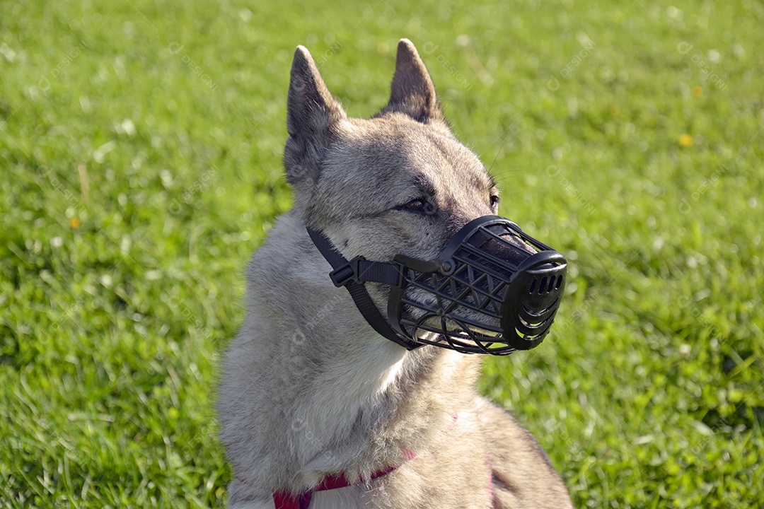 Uma menina está treinando uma cadela Laika da Sibéria Ocidental. Dá guloseimas para cachorro.