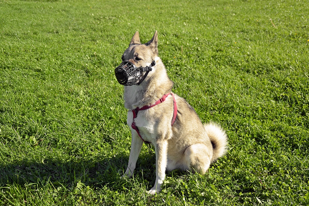 Uma menina está treinando uma cadela Laika da Sibéria Ocidental. Dá guloseimas para cachorro.