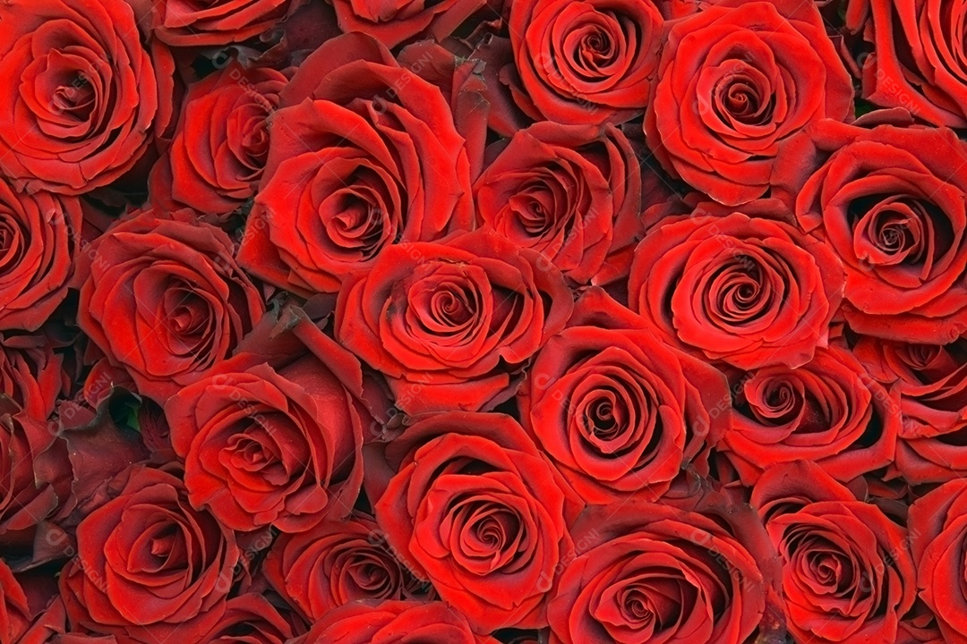 Muitas rosas vermelhas sobre fundo branco