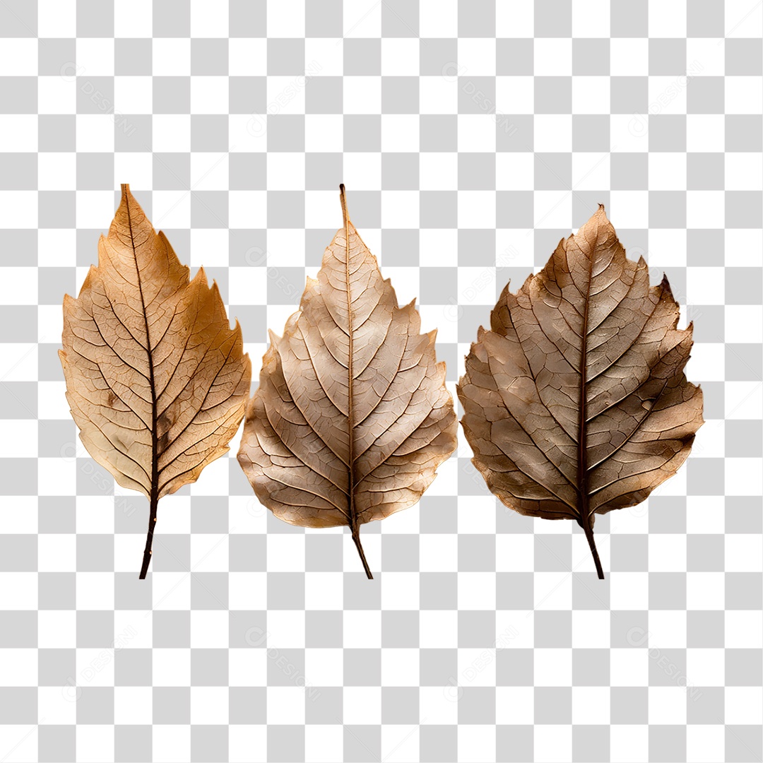 Folhas Secas PNG Transparente
