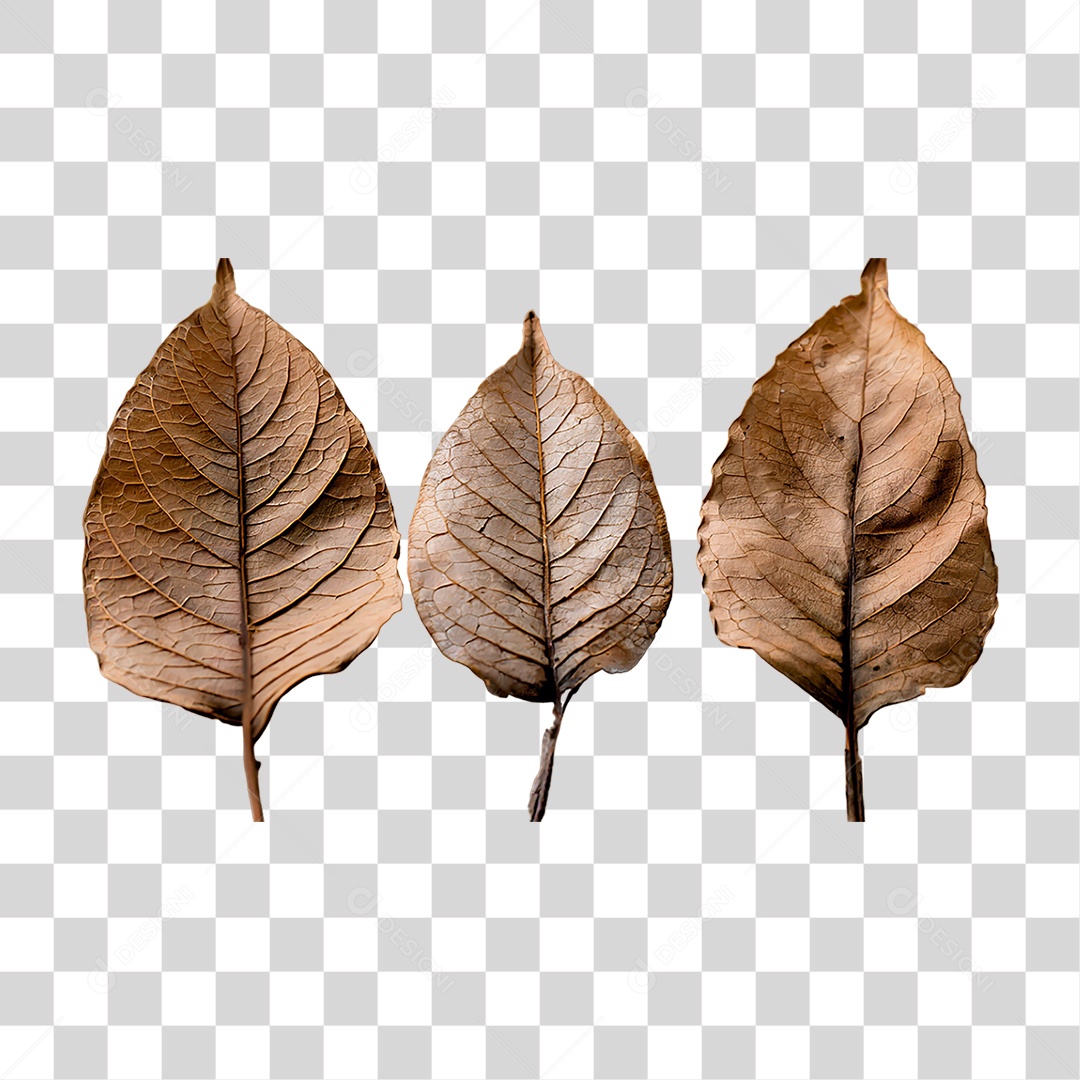Folhas Secas PNG Transparente
