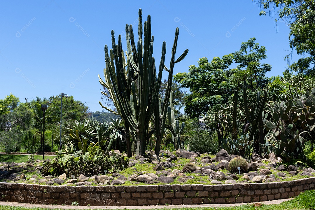 Um lindo cacto grande no jardim de uma praça.
