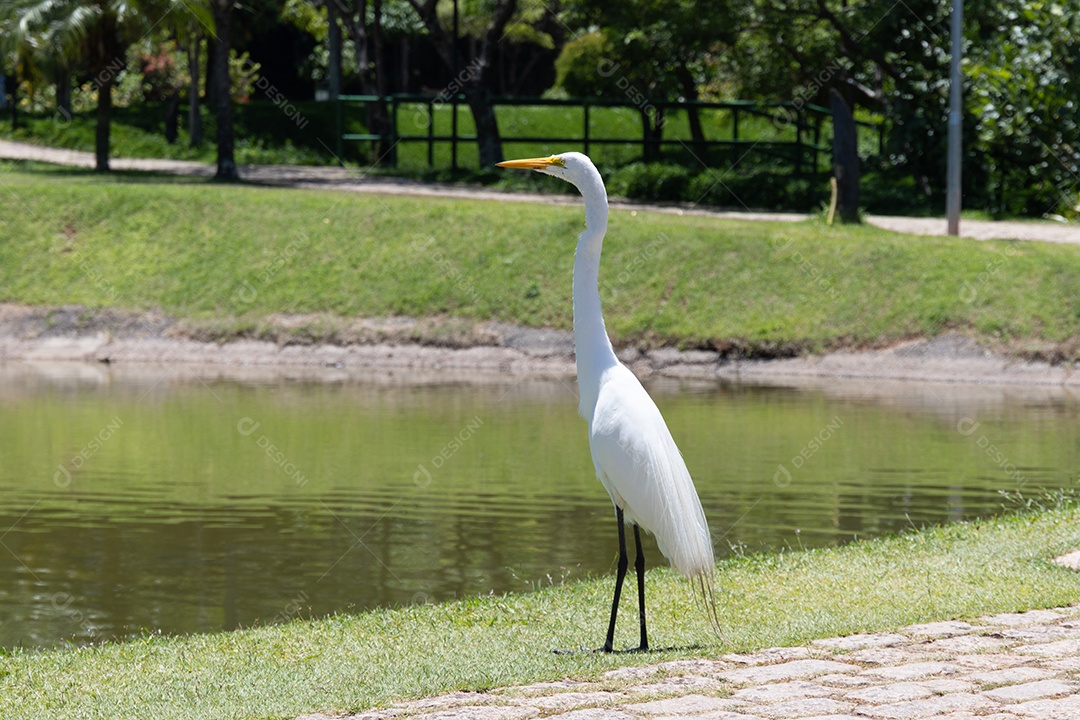 Garça branca na beira do lago.