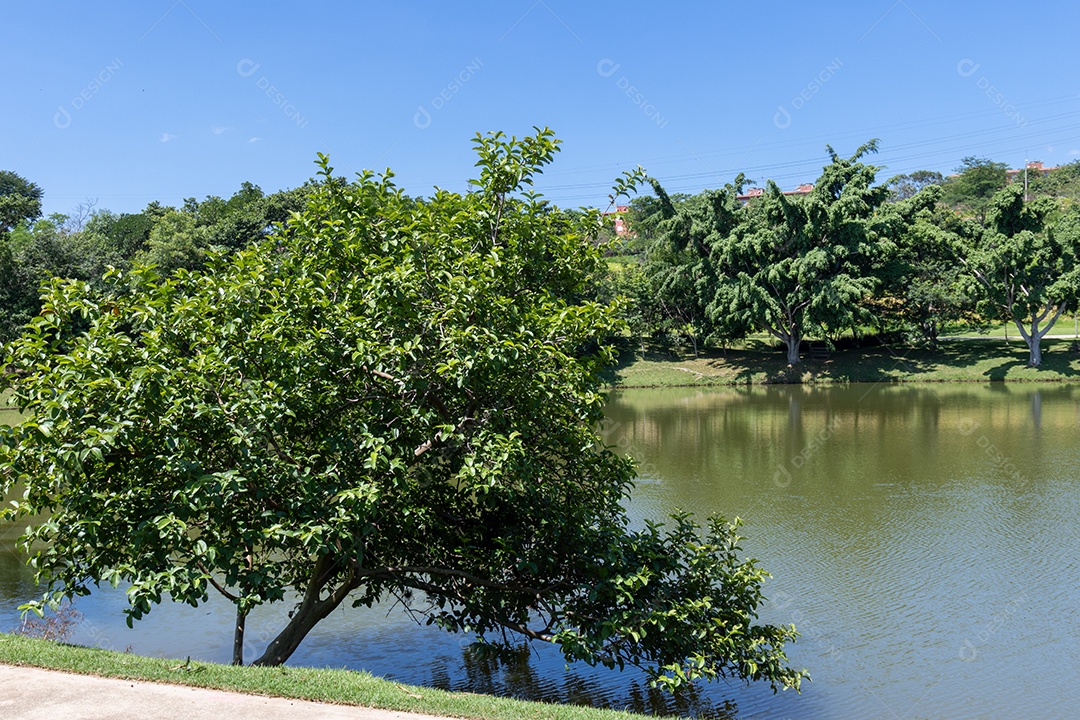 Lagoa com muita vegetação ao lado.