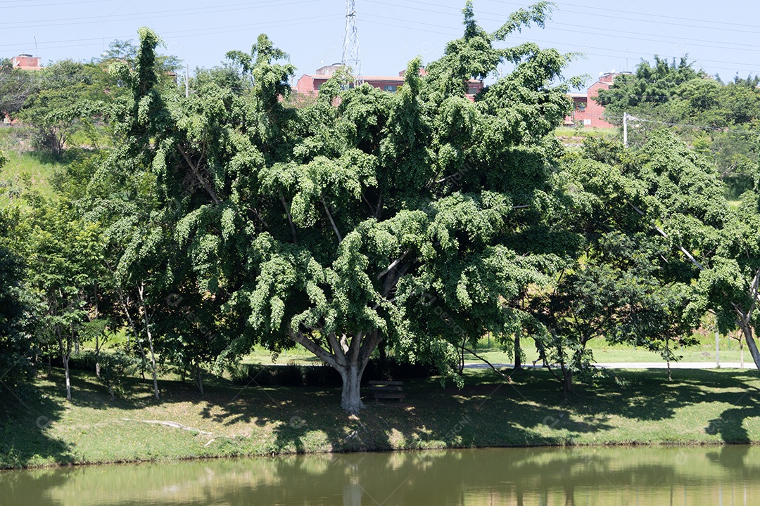 Árvore dentro do lago em uma praça.