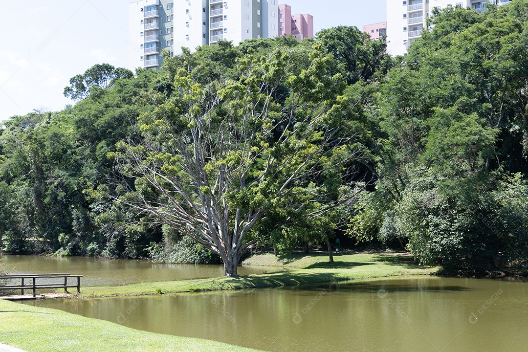 Lagoa de um parque com muitas árvores ao redor.