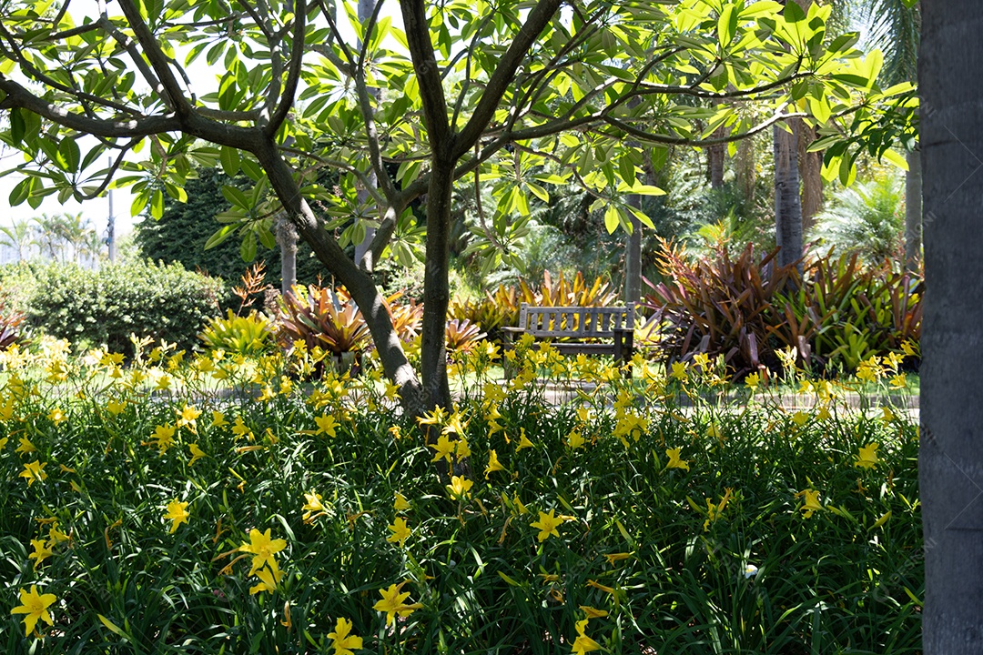 Plantas linda em um jardim de praça.