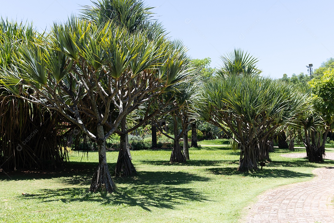 Árvores em um jardim de uma praça.