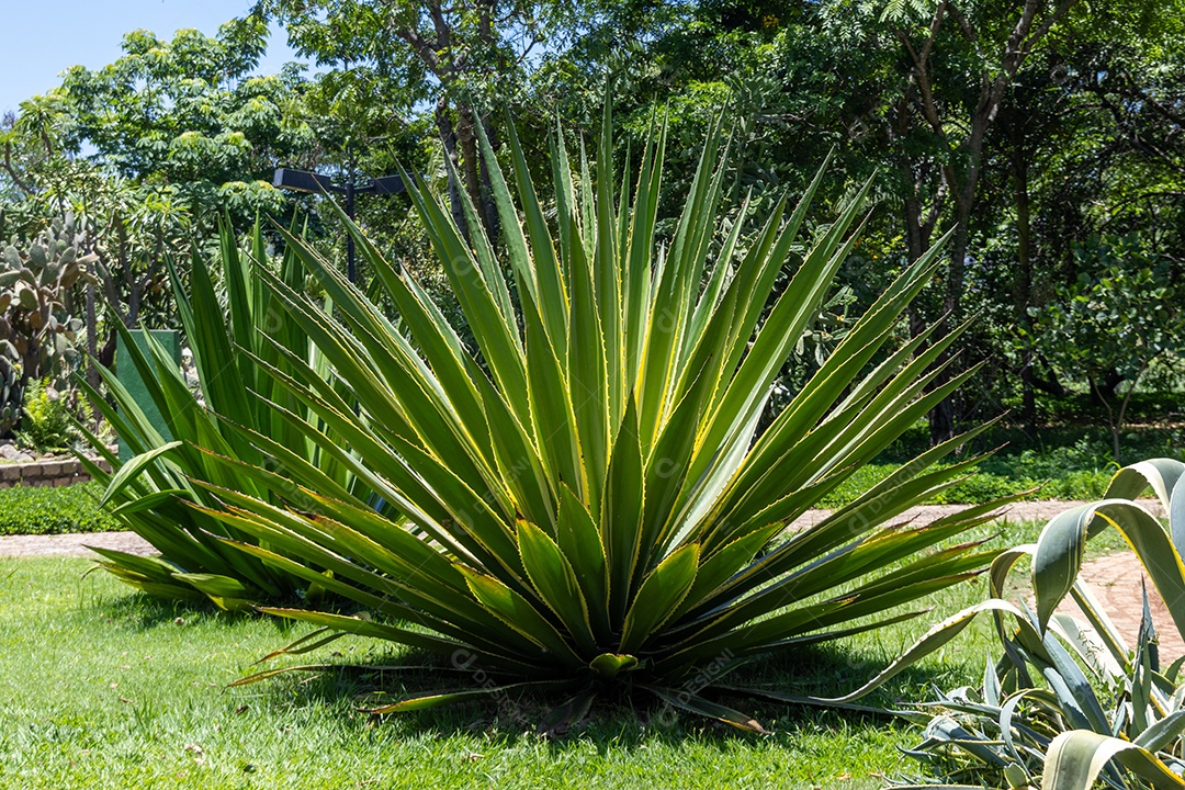 Agave rajada em jardim de um parque.