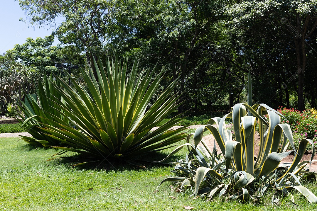 Plantas verdes no jardim da praça.