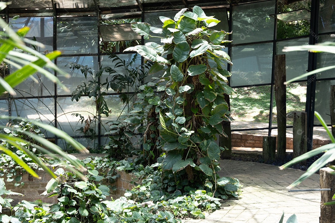 Planta dentro da casa botânica.