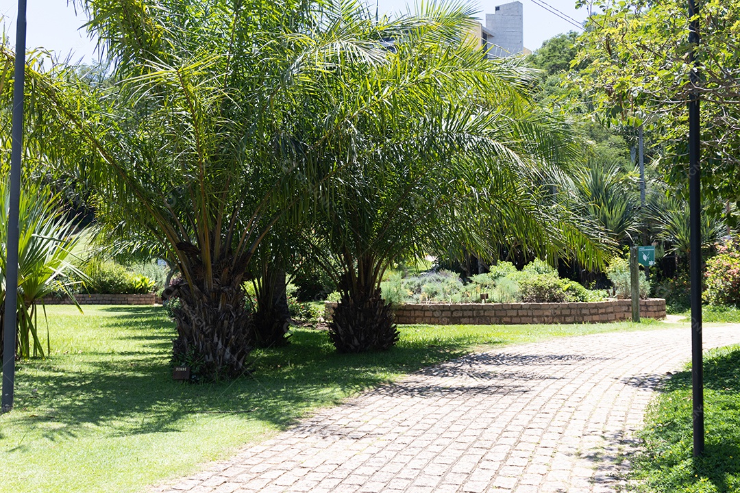 Jardim com coqueiros e plantinhas verdes lindas.