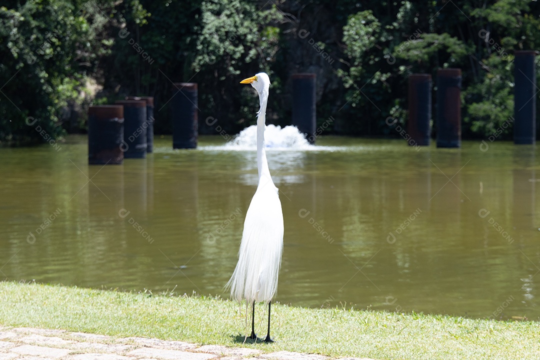 Garça branca na beira do lago.