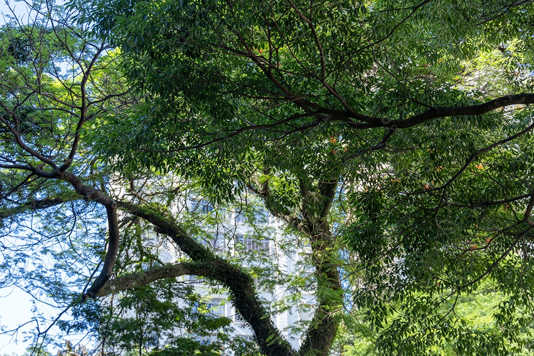 Árvore grande contra céu.