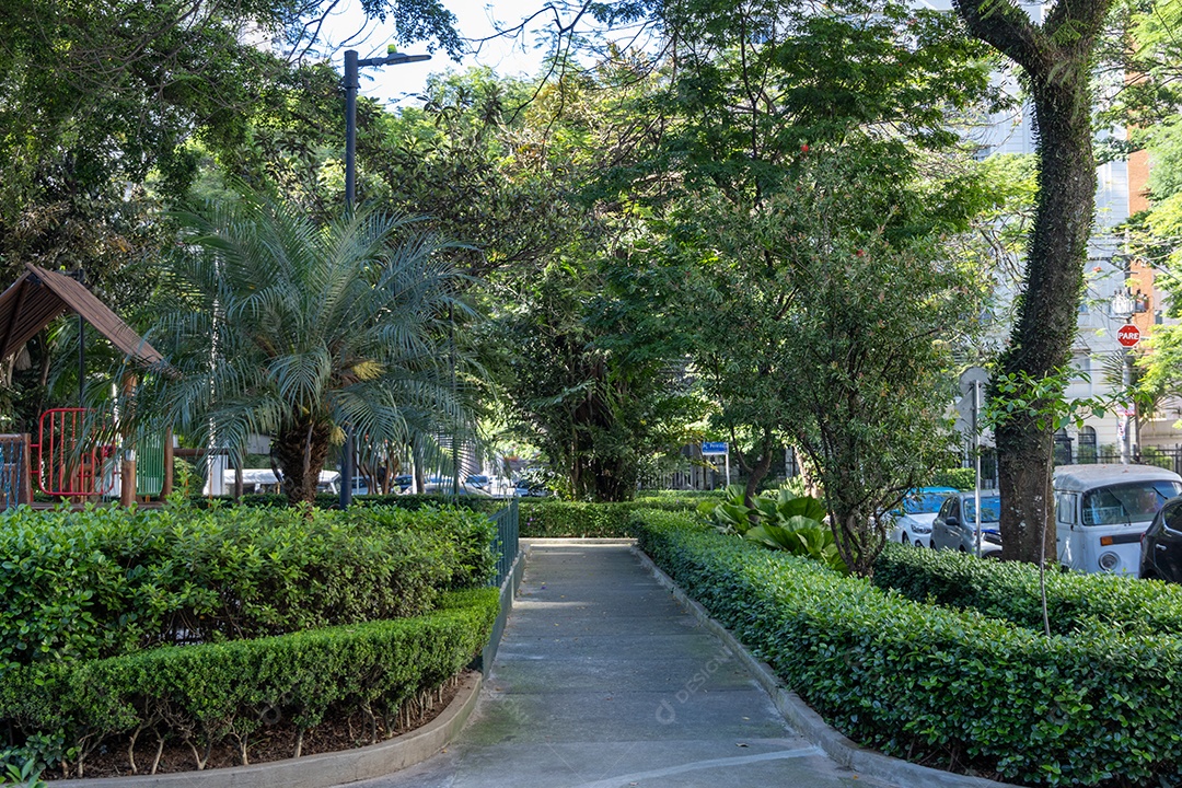 Caminho com muitas árvores.