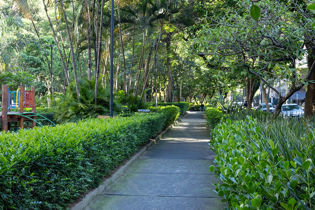 Caminho com muitas árvores.