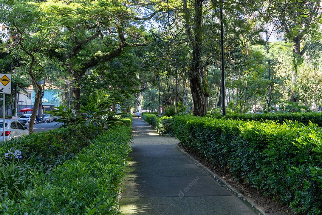Caminho com muitas árvores.