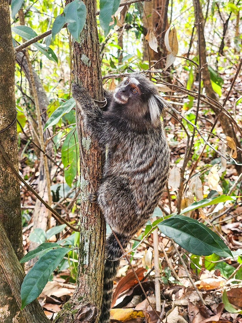 Macaco conhecido como mico-estrela ao ar livre no Rio de Janeiro