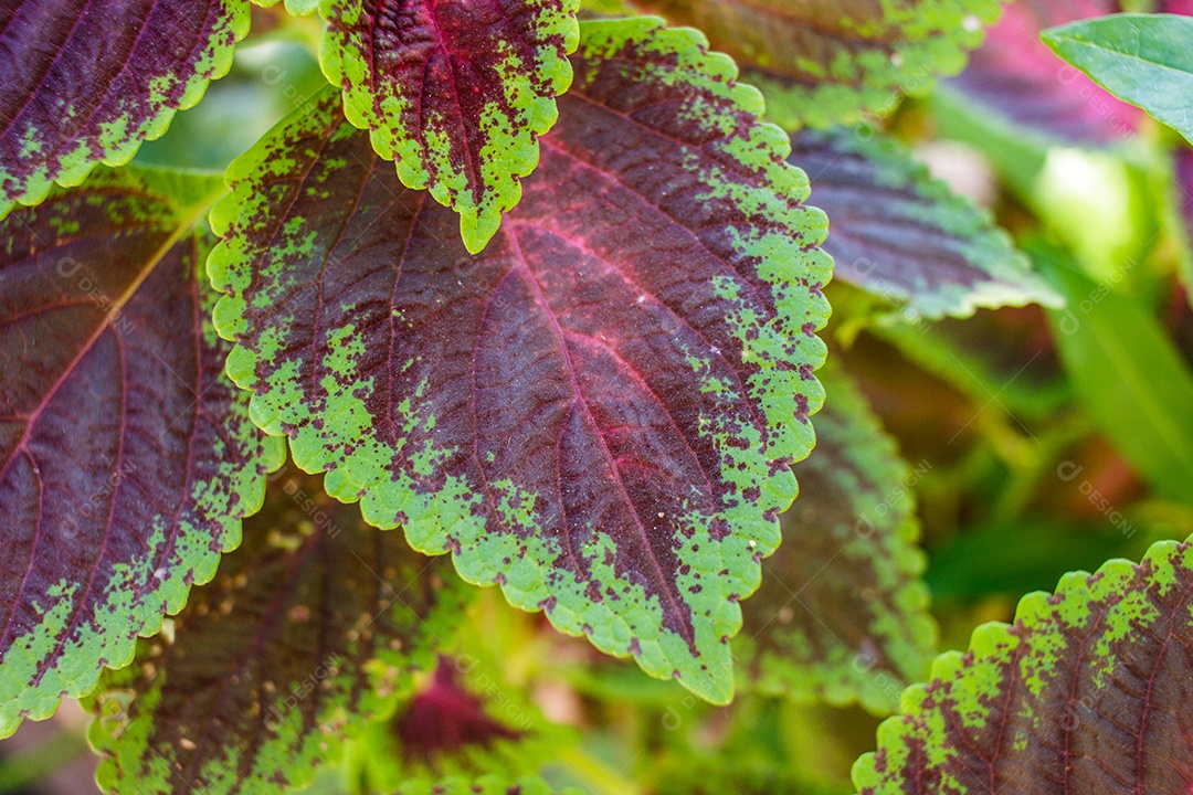 Detalhes de uma folha de Coleus em um jardim