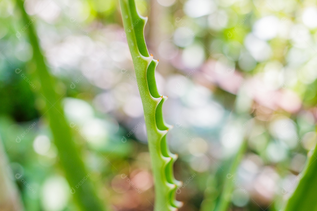 Folha de aloe vera ao ar livre em um jardim