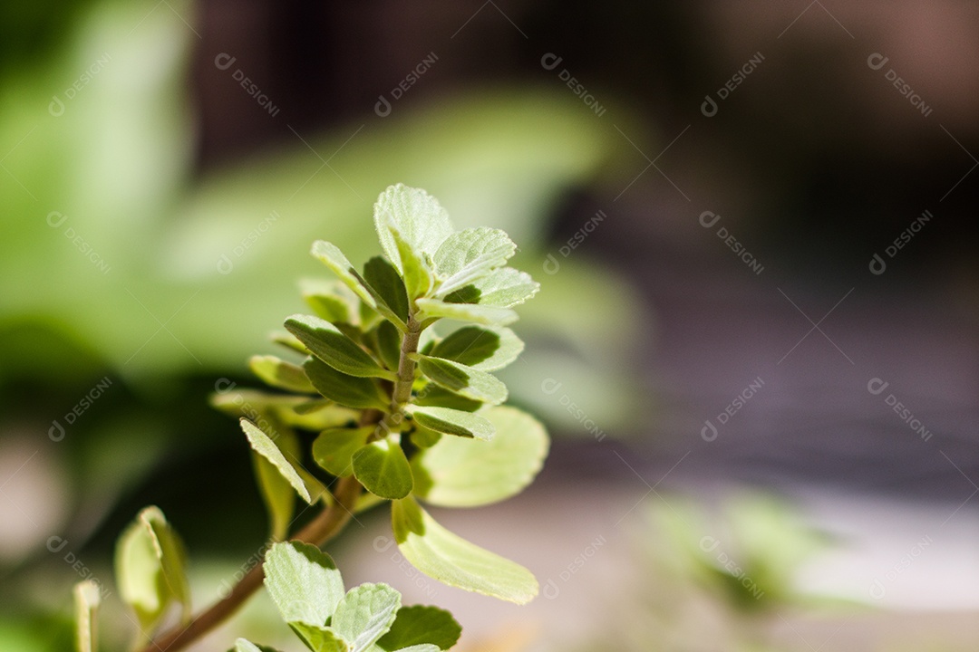 Boldo sai em jardim no Rio de Janeiro