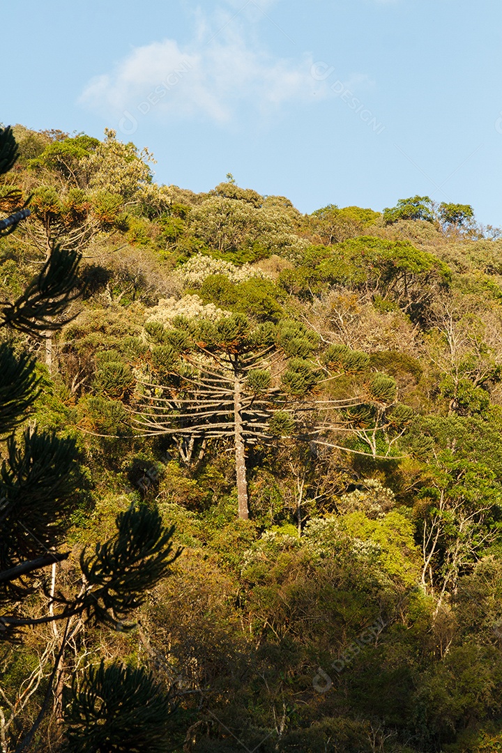 Árvore conhecida como araucária ao ar livre
