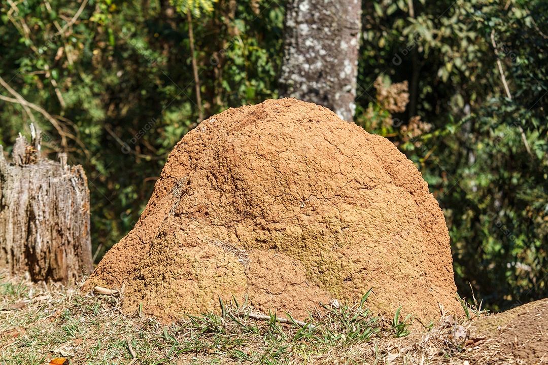 Cupinzeiro ao ar livre