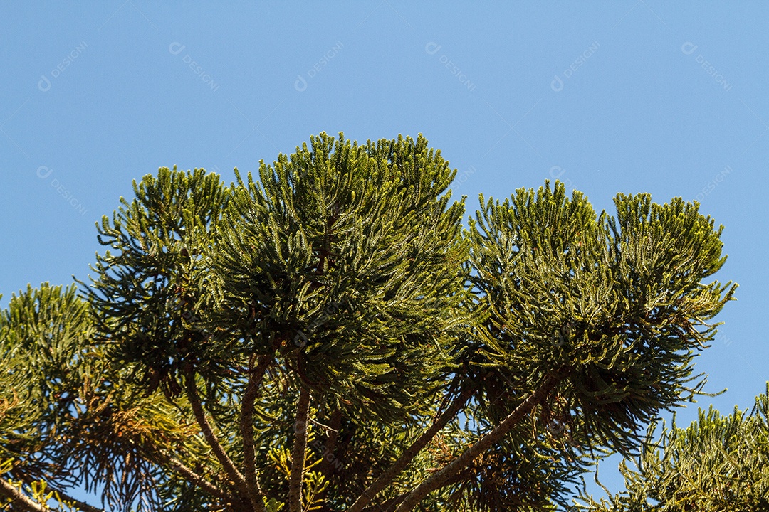 Galhos da árvore de araucária