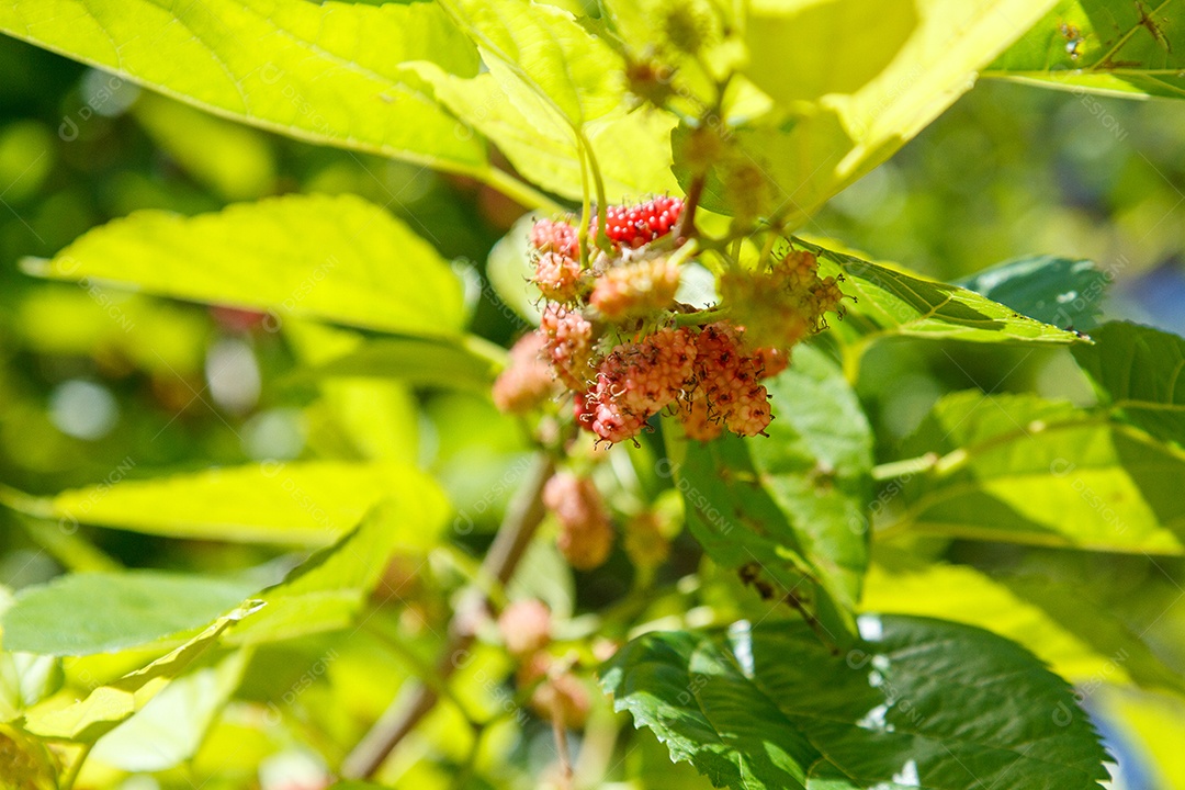 Fruta conhecida como amora ao ar livre