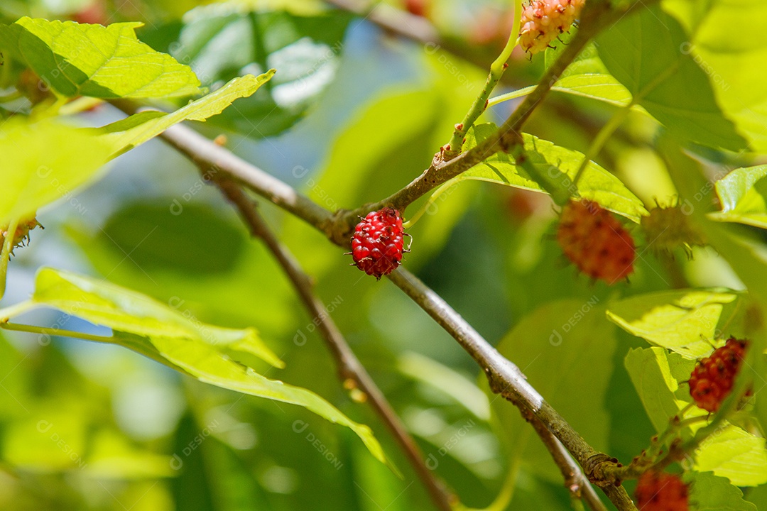 Fruta conhecida como amora ao ar livre